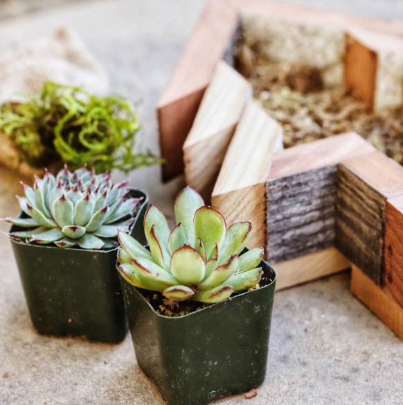 Looking for the perfect gift this holiday season? Shop the Planted Places’ 2018 Holiday Gift Collection for Succulent Lovers. Included are our products that are perfect for gift giving.