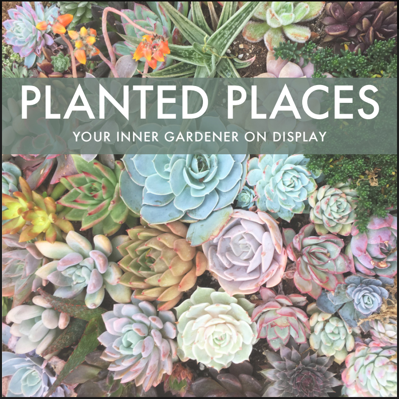 Planted Places Look Book - Your Inner Gardener on Display